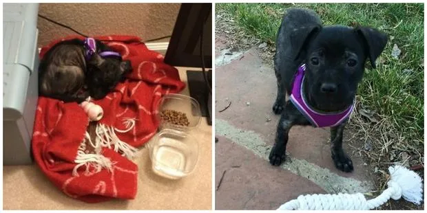 A small black puppy on a red blanket with a chew toy and food bowl; outside it stands with a rope toy.
