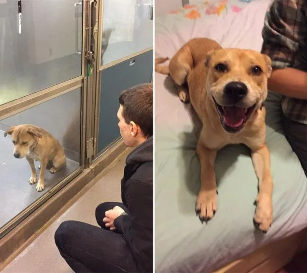 A dog looks sad at a shelter on the left, but happy on a bed on the right after adoption.
