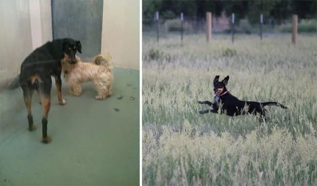 Two dogs indoors, one brown and black, one cream. In another image, a black dog runs joyfully in a grassy field.