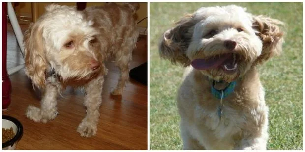 Two fluffy dogs, one indoors and one outdoors, both with light brown fur and a happy demeanor.