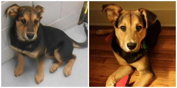Young German Shepherd mix sitting indoors; one on a gray floor, the other on a wooden floor with a toy.