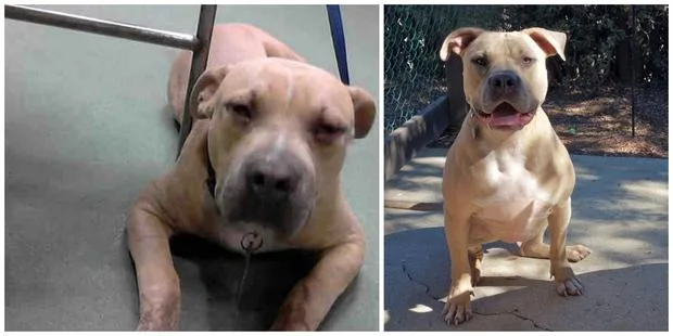 Two photos of a light brown pit bull: one lying down indoors, the other sitting outdoors, both with a calm demeanor.