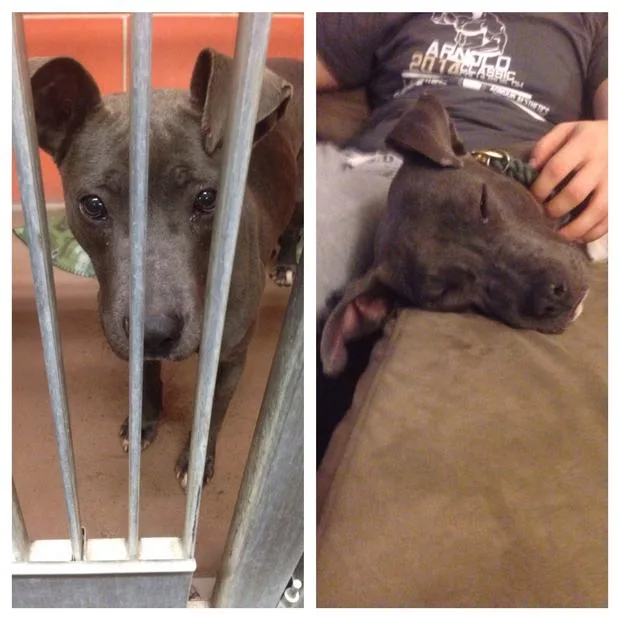 "Two images of a gray dog: in a shelter kennel and sleeping on a couch with a person."
