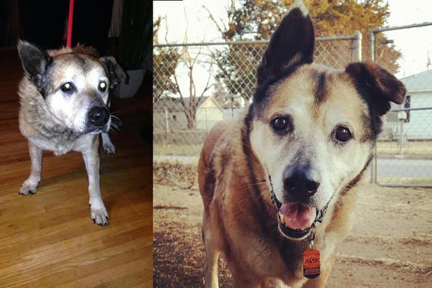 Elderly dog with a gray muzzle and upright ears, indoors on left and outside near a fence on right.