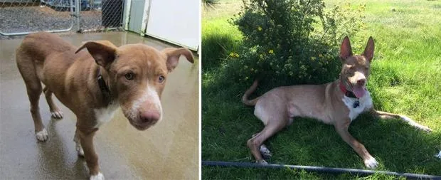 Brown dog as a puppy on a wet floor, and grown-up resting on grass under a bush.