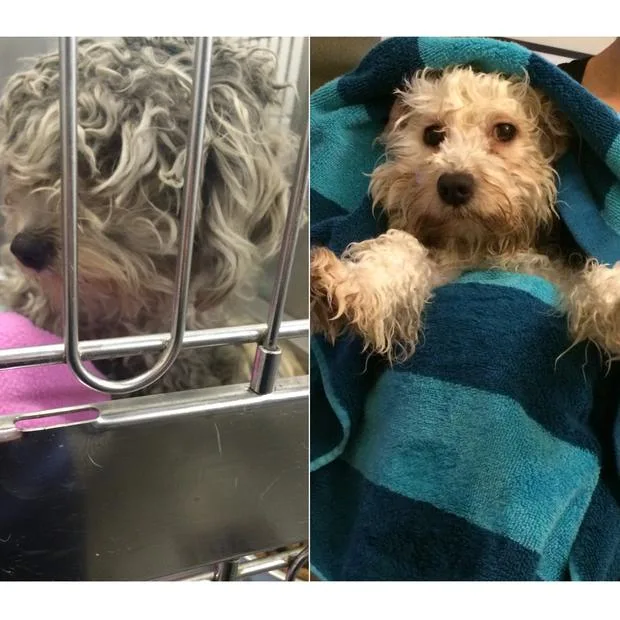 Left: Shaggy dog in a cage. Right: Same dog cleaner, wrapped in a blue towel, looking at the camera.