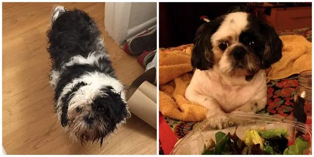 Shih Tzu dog before and after grooming; left image shows shaggy coat, right image shows trimmed fur next to a salad.