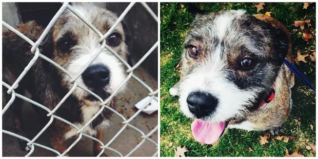 Left: Scruffy dog behind a chain-link fence. Right: Same dog on grass, tongue out, looking happy.