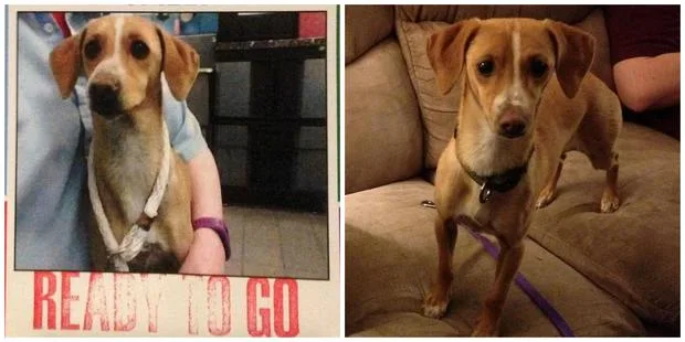 Two images of a small brown dog; one held by a person, the other standing on a couch. Text reads "READY TO GO."