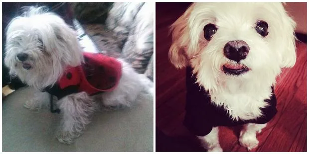 Two images of a small, fluffy white dog. One wearing a red ladybug outfit, the other in a black costume.