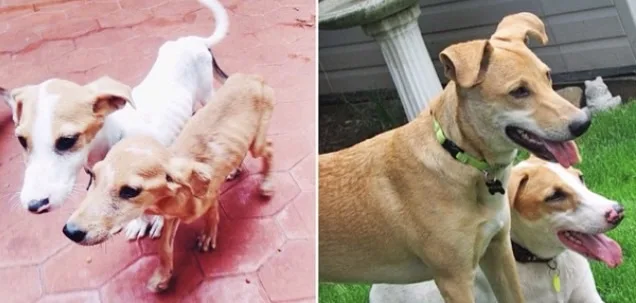 Two tan and white dogs side-by-side: thin on left, healthy and playful on right, standing on grass.