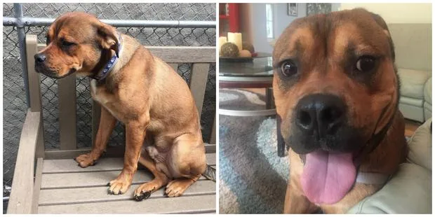 Brown dog sitting on a bench outside and a close-up of the same dog indoors with tongue out.