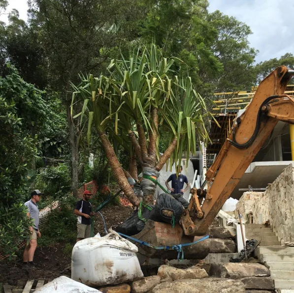 Workers using heavy machinery to move a large tropical tree in a construction area surrounded by foliage.