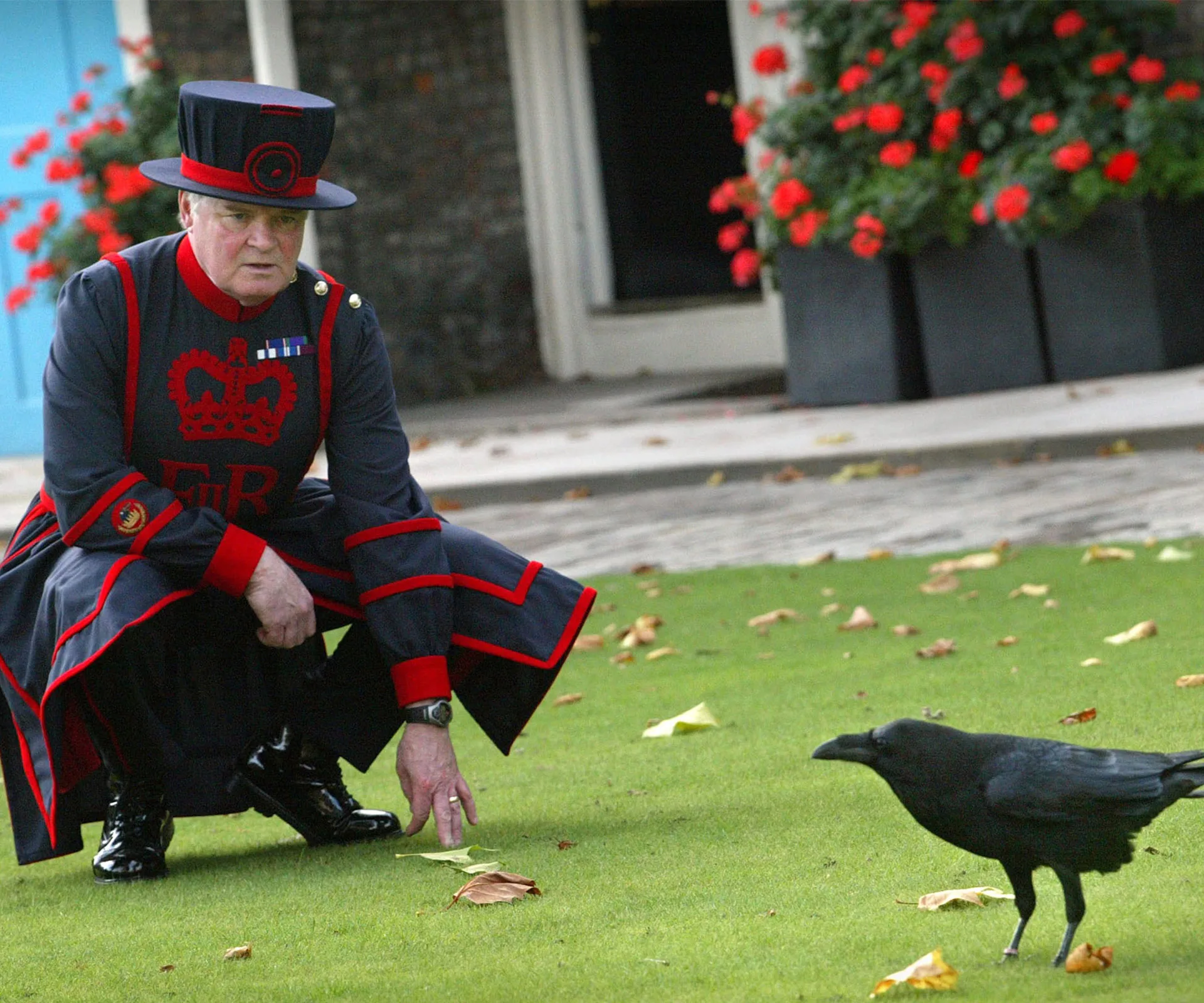 Ravens at the Tower of London