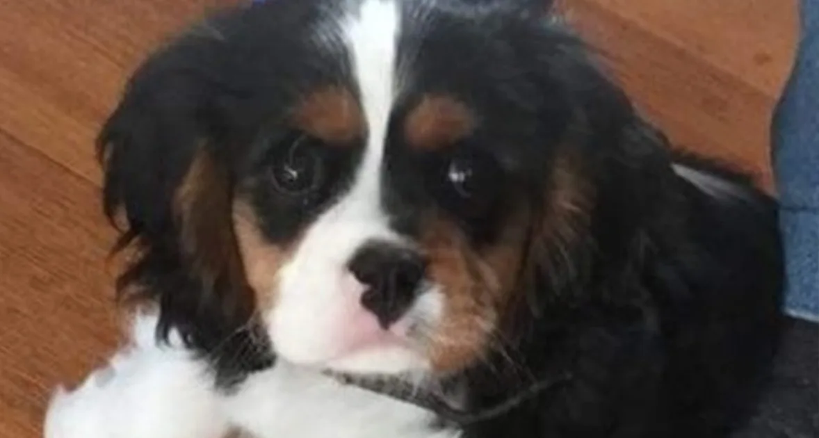 Police ask for help to locate stolen therapy puppy