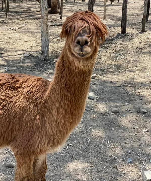 Brown llama with shaggy fur stands in a wooded area on a sunny day.