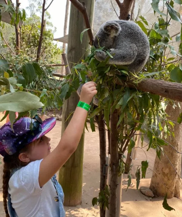 Young girl feeds a koala perched in a tree branch at a zoo, wearing a space-themed hat and green wristband.