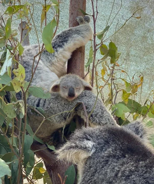 Koalas resting on a tree branch surrounded by leaves, one is sleeping with eyes closed, creating a peaceful scene.