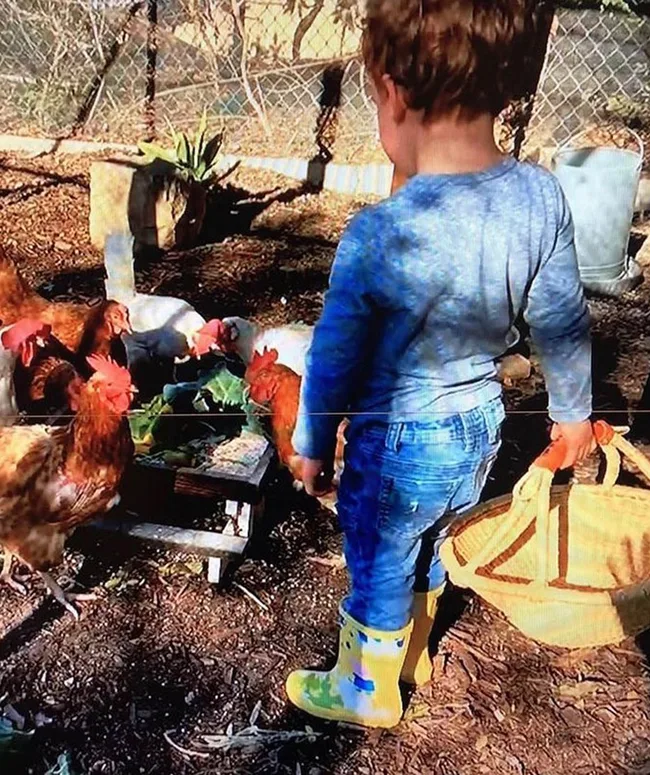 Toddler in yellow boots holds a basket while watching chickens pecking at food in an outdoor pen.