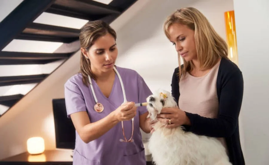 Veterinarian in purple scrubs giving a treatment to a small white dog held by a woman in a home setting.