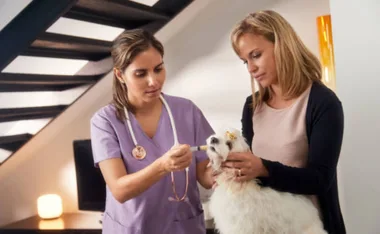 Veterinarian in purple scrubs giving a treatment to a small white dog held by a woman in a home setting.