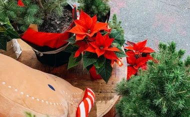 Red poinsettias and small potted pine trees on a wooden surface, with decorative elements nearby.