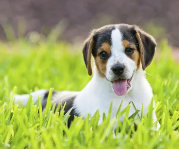 Scientists breed very first litter of IVF puppies