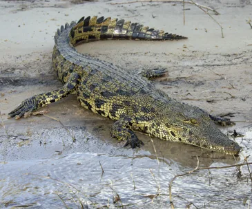 Croc attack victim a Kiwi