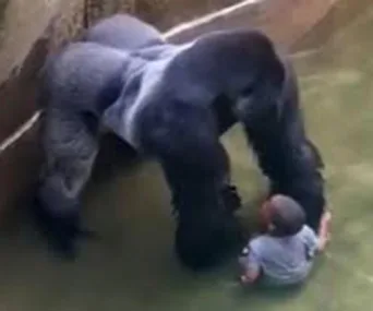 Gorilla mum facing criminal charges