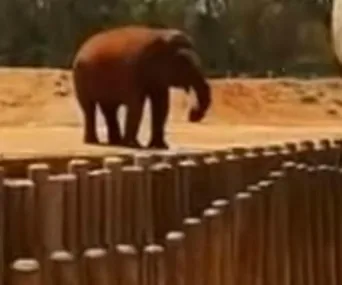 Girl dies, 7, after elephant throws stone at her at zoo