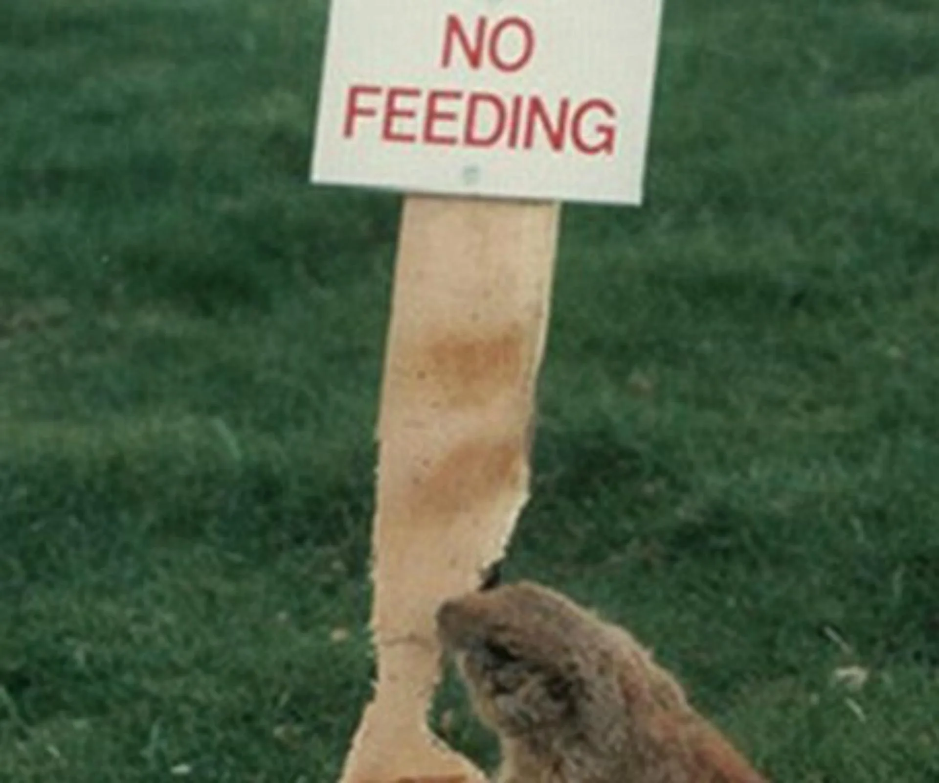 The most hilariously ironic pictures of all time