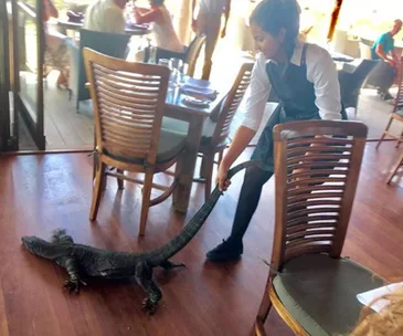 WATCH: Waitress mistakes huge lizard for dog in Australian cafe