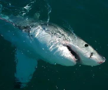 Teenage girl dies after shark attack in Western Australia