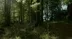 A dense forest with sunlight filtering through the trees, creating a serene, natural setting.