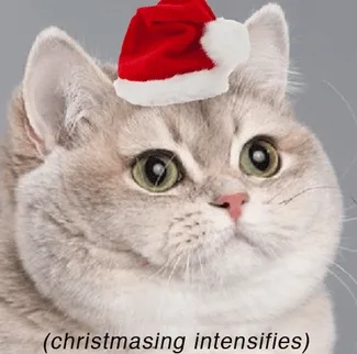Cat wearing a Santa hat with wide eyes, captioned "(christmasing intensifies)" at the bottom.
