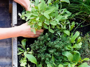 Gardener's hands tending to herbs in a raised wooden bed.