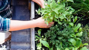 Gardener's hands tending to herbs in a raised wooden bed.