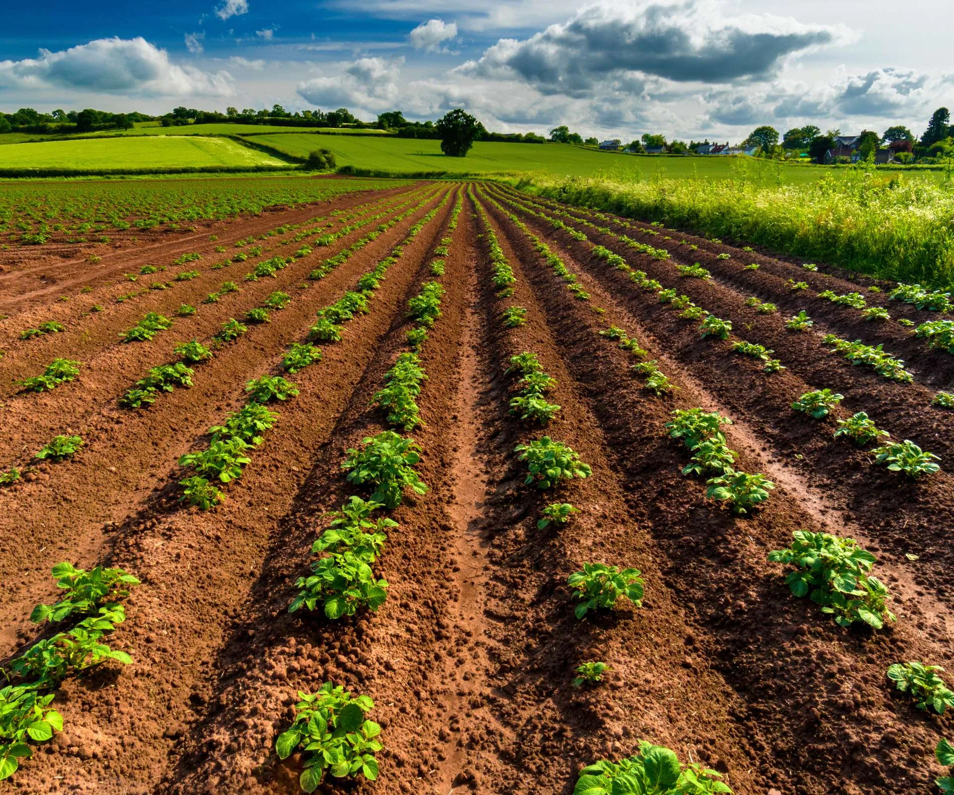 Rows of crops planted in the ground