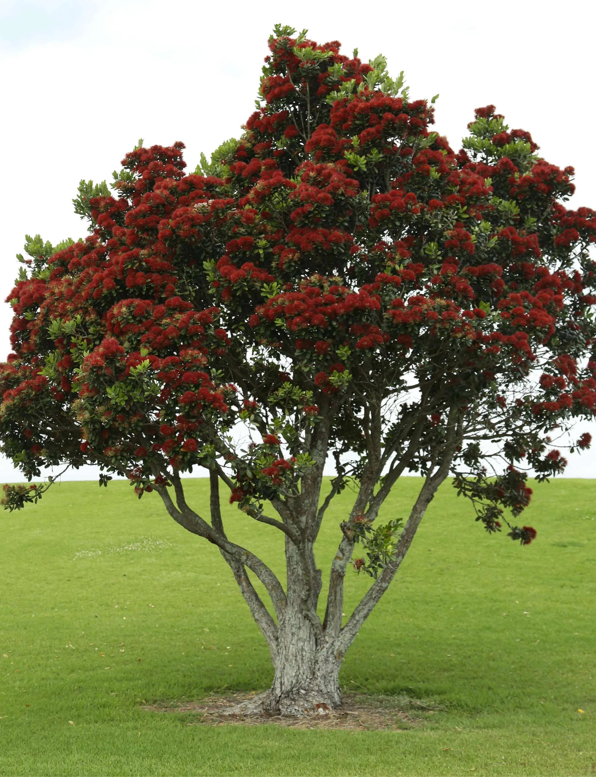 The pōhutukawa tree that shares the name with the Matariki star