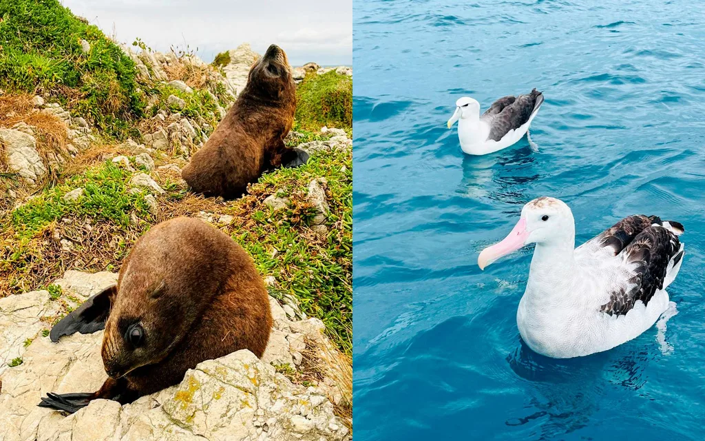 Two images side by side. One of two fur seals on a rock and the other of two albatrosses in the water