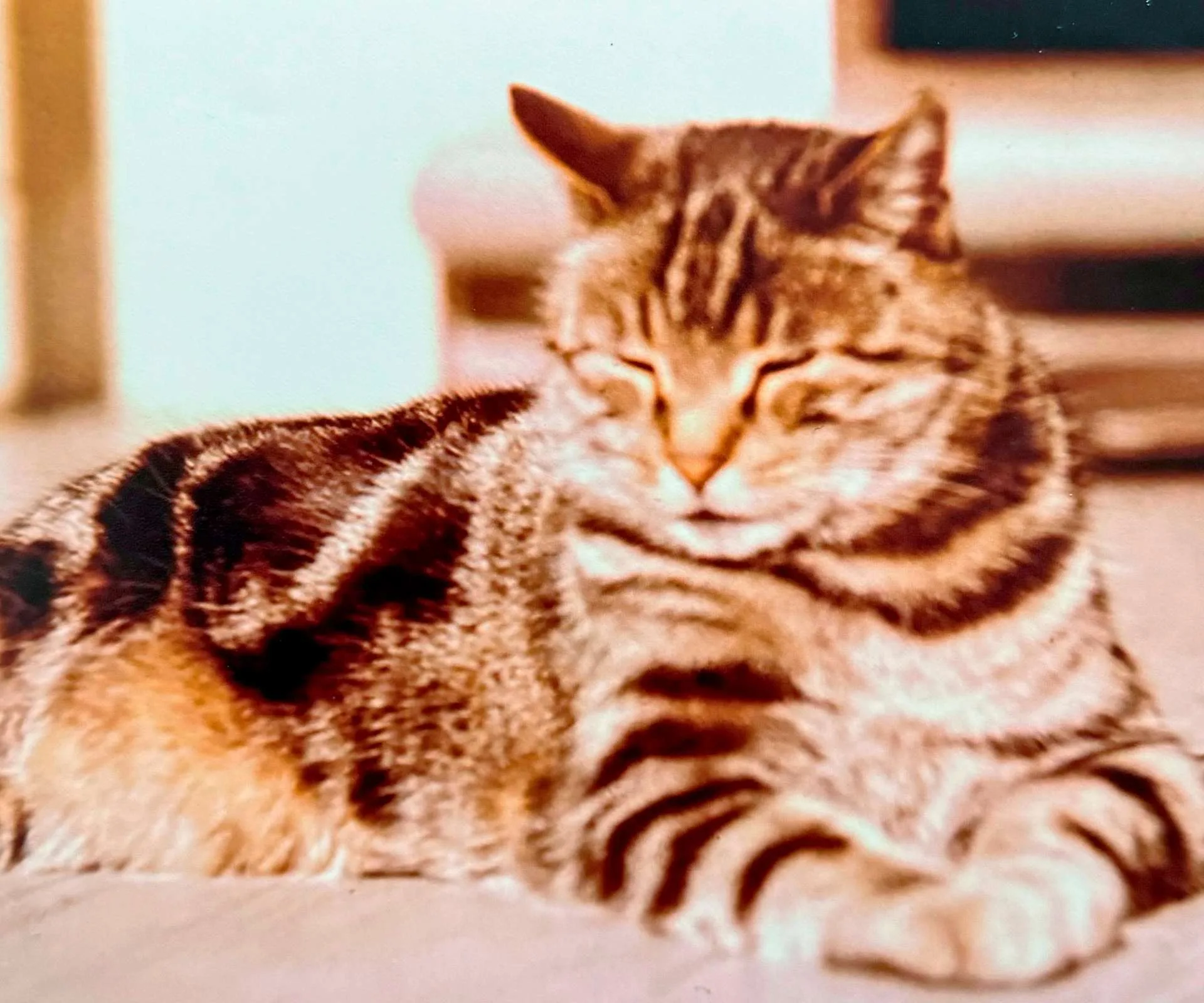 Helen Brown's cat Mickey sleeping in the sun