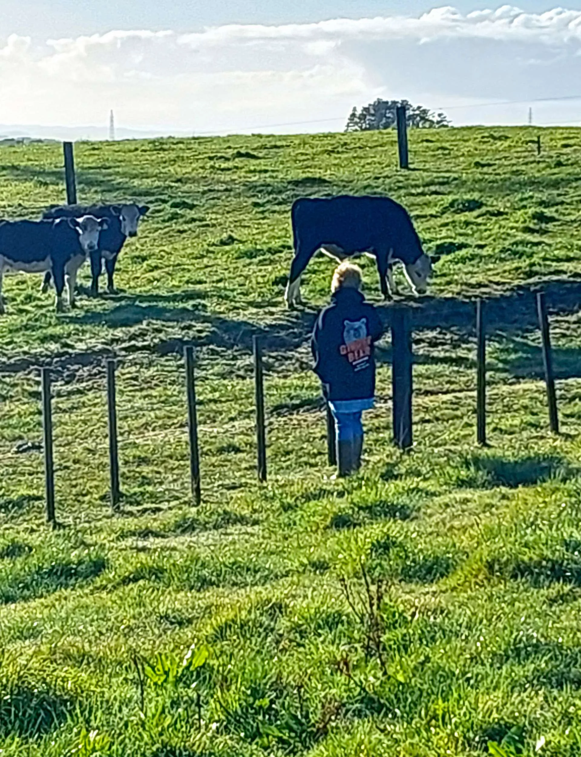 Catherine Milford saying hi to a field of cows