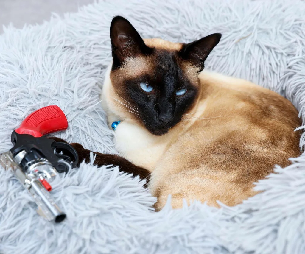 klepto cat Milo with his stolen gun on a beanbag