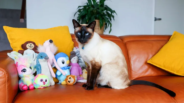 Klepto cat Milo on a couch with his stolen toys