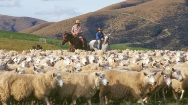 Farmers rounding up sheep on horses in 1974 in New Zealand