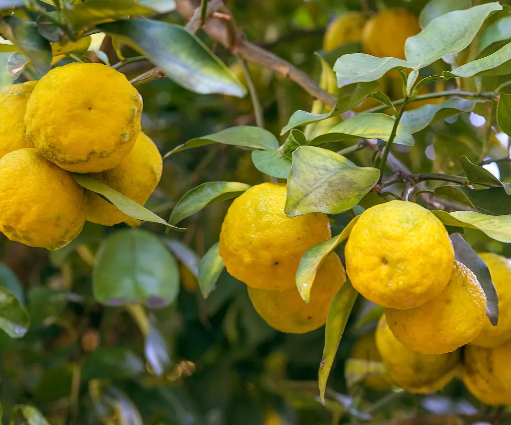 Yuzu is perfect for spring gardening