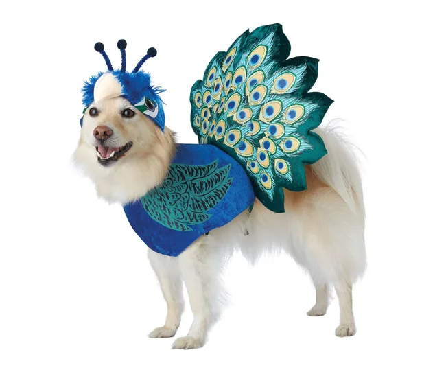 Peacock pet costumes