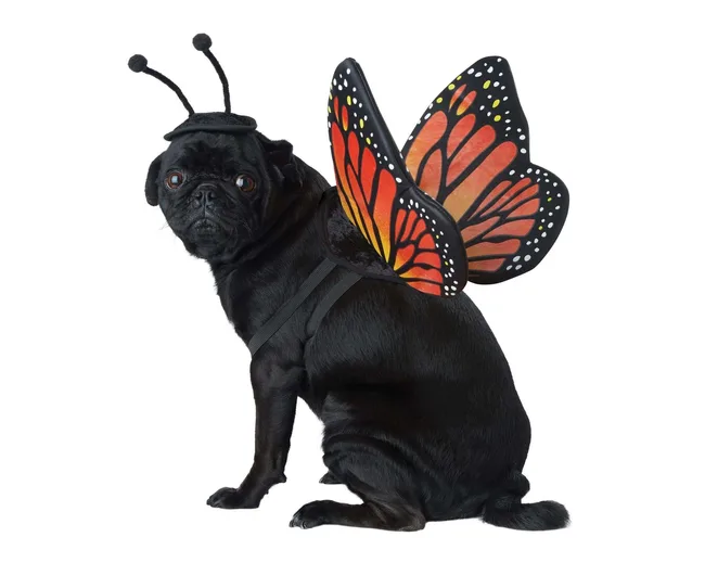 Monarch Butterfly pet costumes