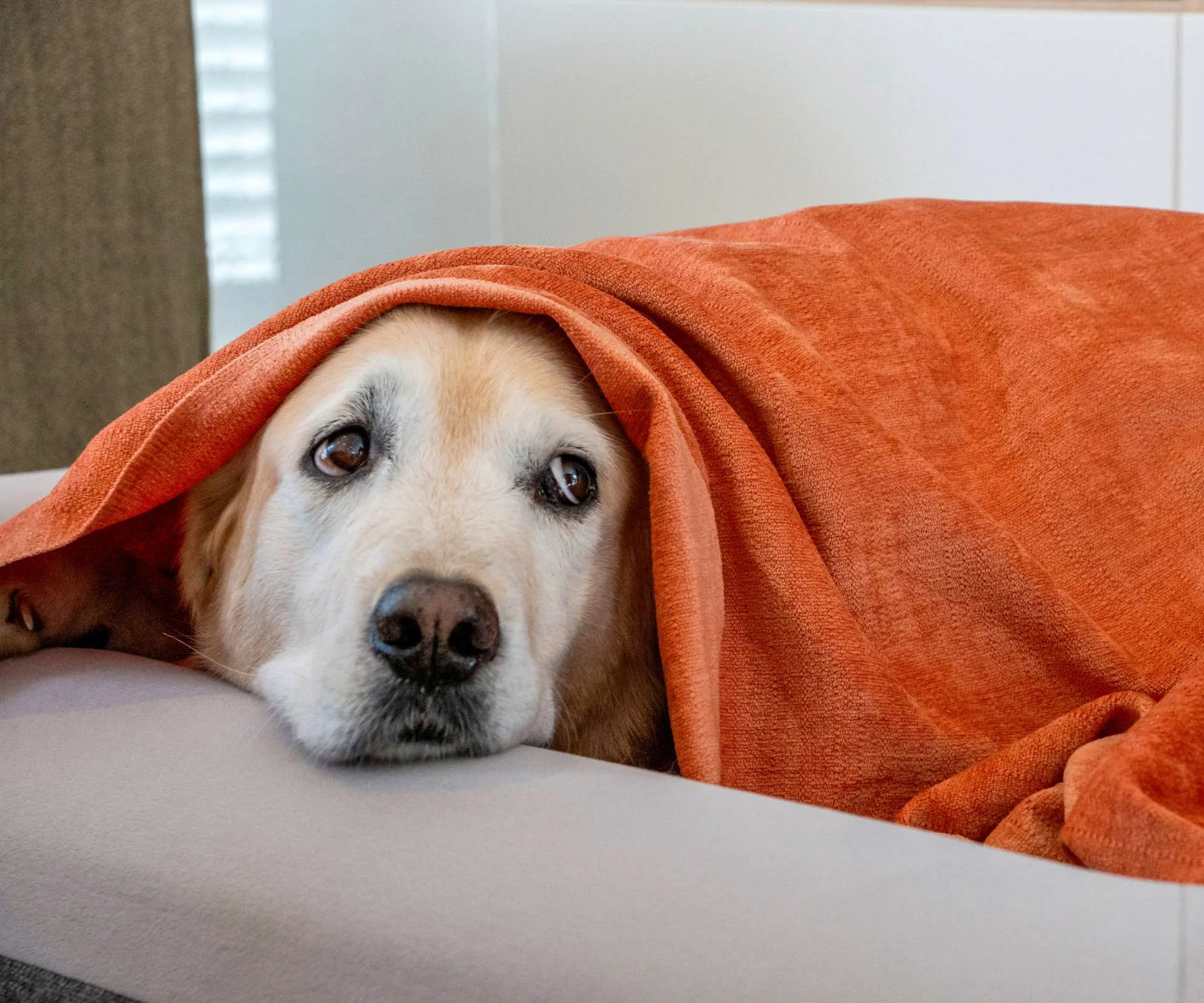 A puppy hiding under an orange blanket on Guy Fawkes