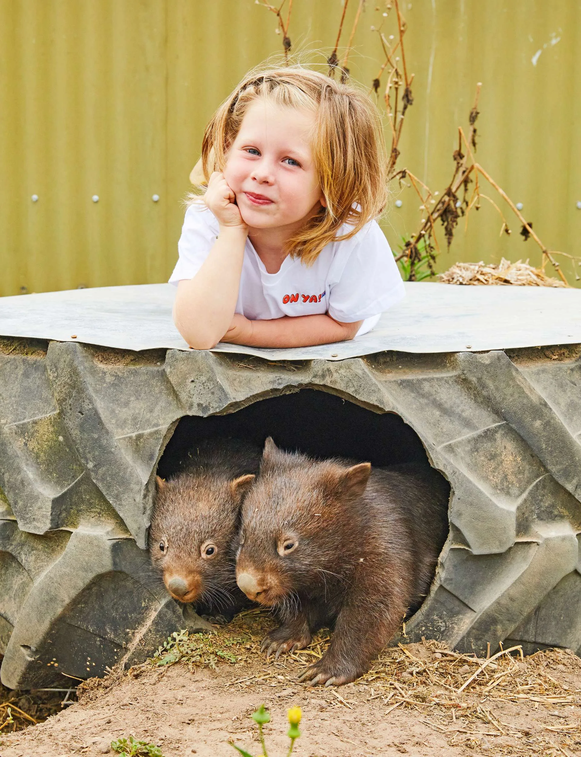 Sitting on top of a wombat enclosure